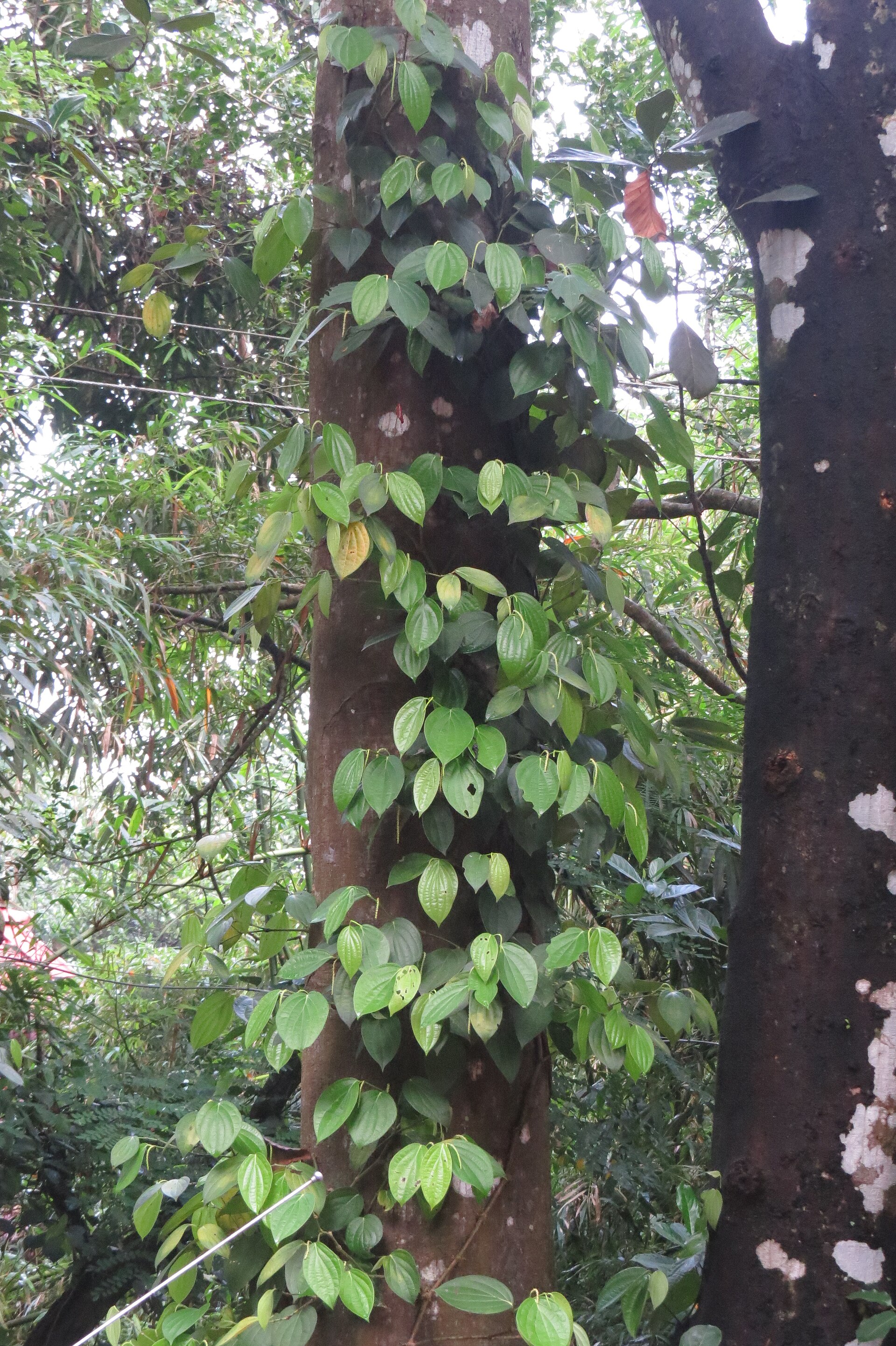 Thuốc trừ sâu
