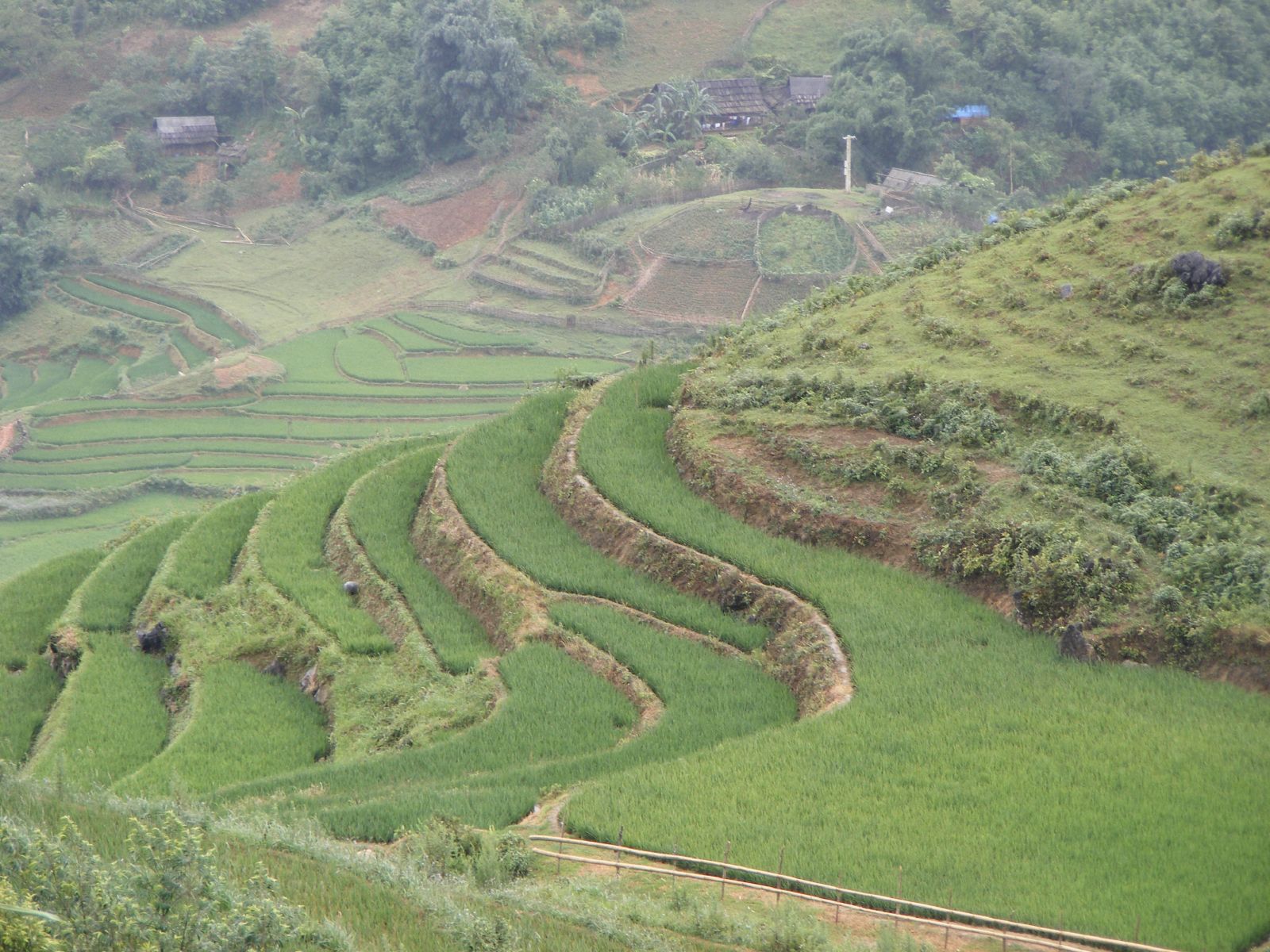 Ảnh minh họa cánh đồng lúa